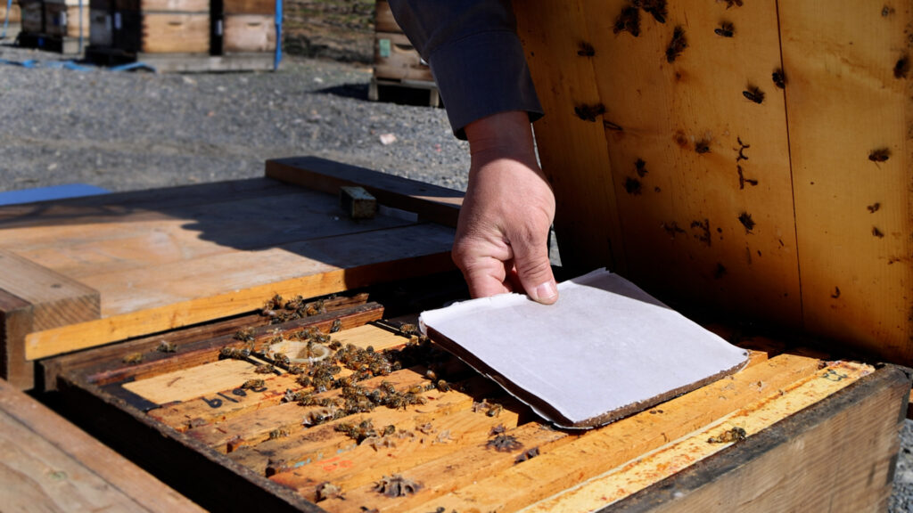 Close up of a hand placing a white rectangle into a honey bee box.