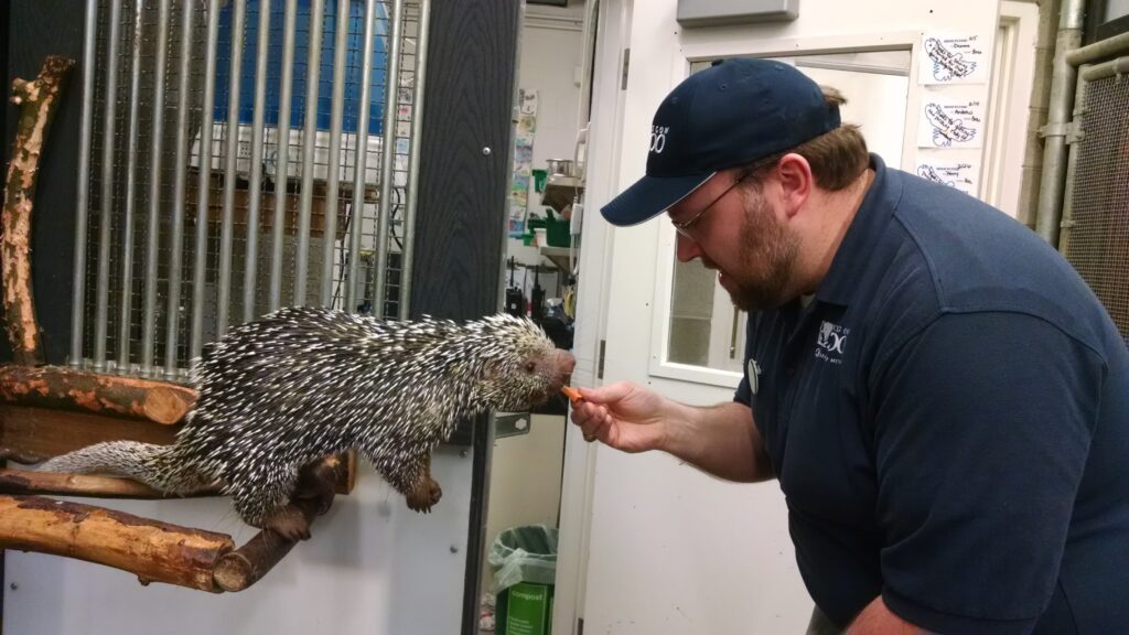 Brooks offering a snack to a porcupine