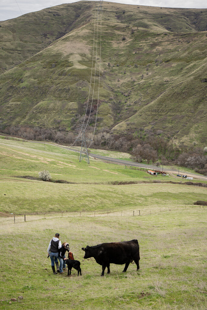 2 people stand in an open pasture petting a small calf. An adult cow is right behind the calf.