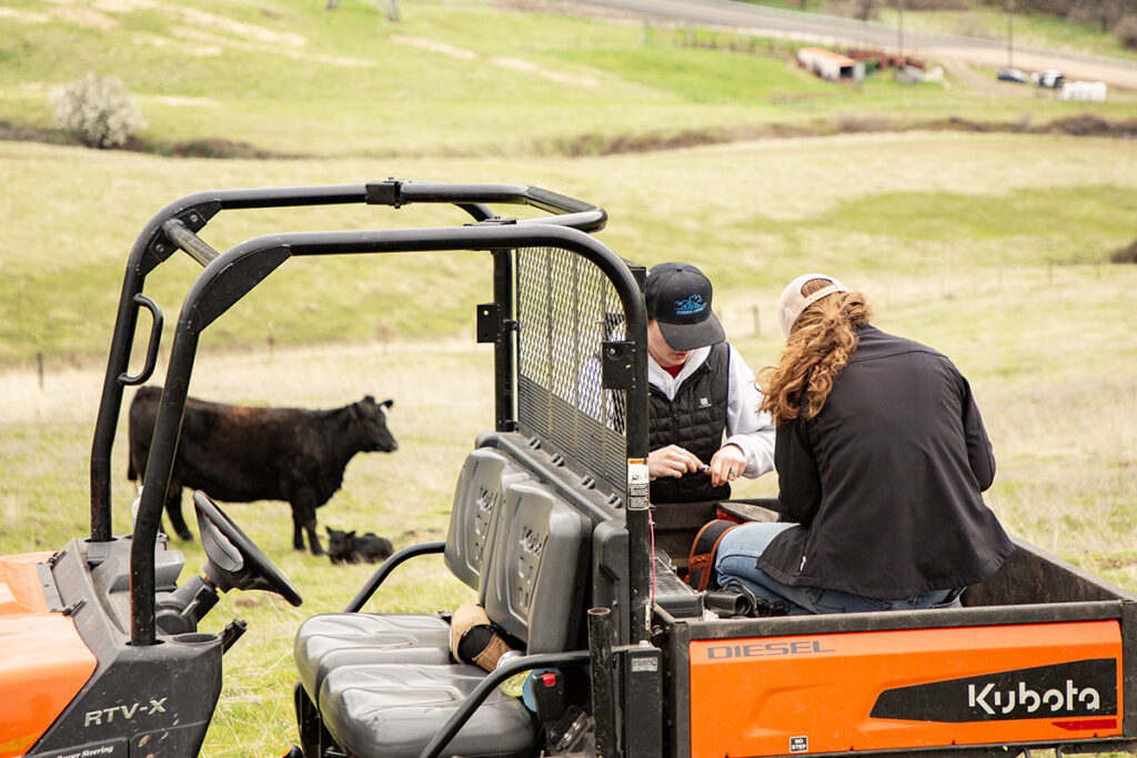2 people work in the back of a four-wheel vehicle. In the background, a cow and a baby calf are visible.