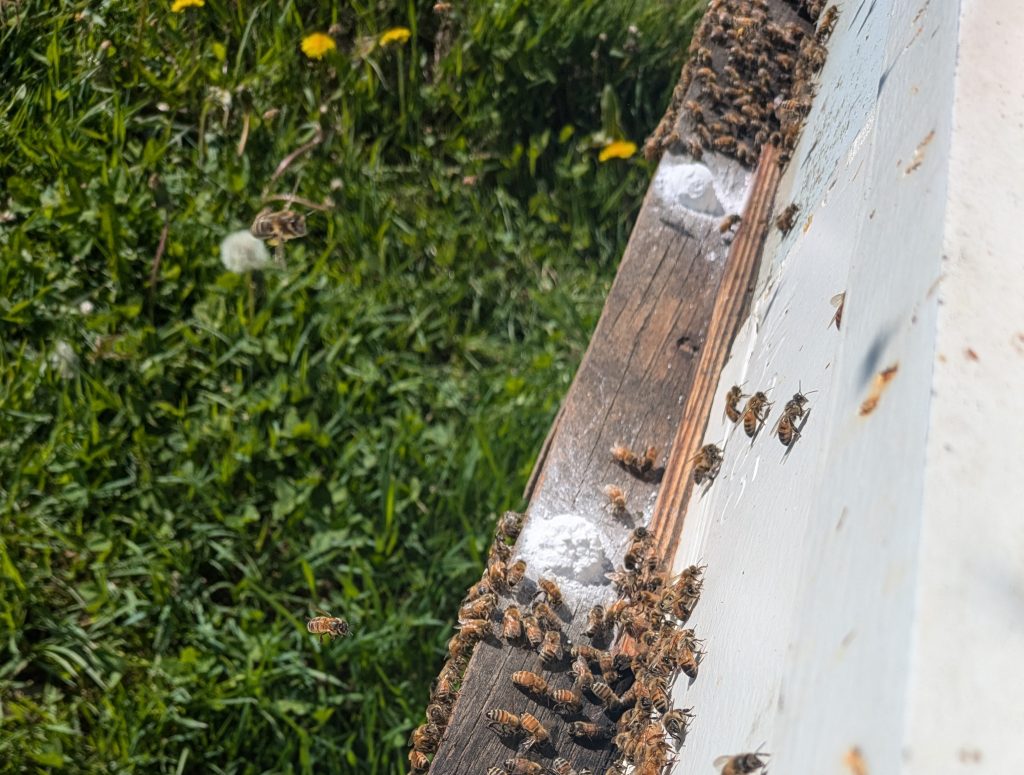 Numerous honey bees swarm around 2 mounds of a powdery white substance on the side and ledge of a white wooden beehive in a grassy yard, with several bees visible in flight.