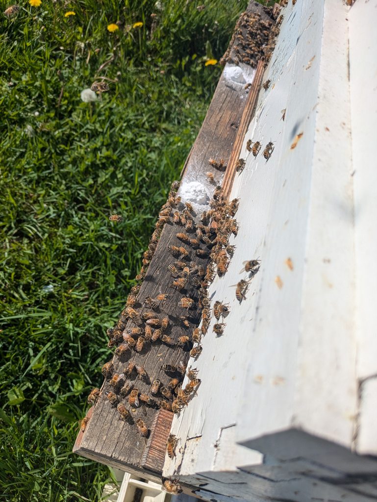 Numerous honey bees swarm around 2 mounds of a powdery white substance on the side and ledge of a white wooden beehive in a grassy yard, with several bees visible in flight.