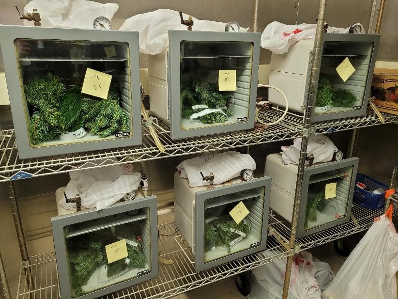 Six fumigation chambers with greenery inside during research trial.