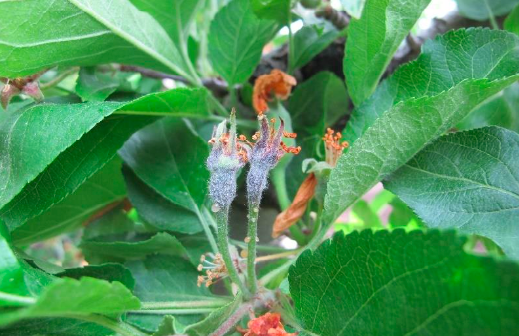 Infected bloom with fire blight