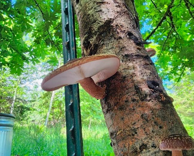 Shiitake mushrooms growing on a tree, next to a metal stake.
