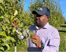Akinbade, inspecting apple tree branches in an orchard.