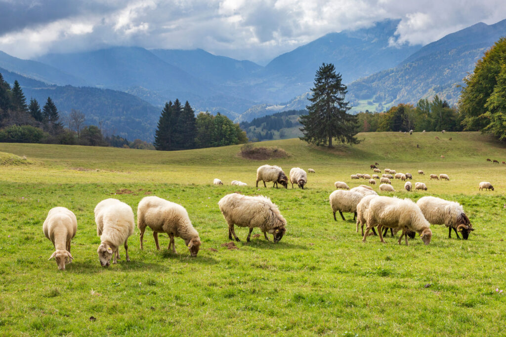 A couple dozen sheep grazing in a green field with trees and forested hills in the background.