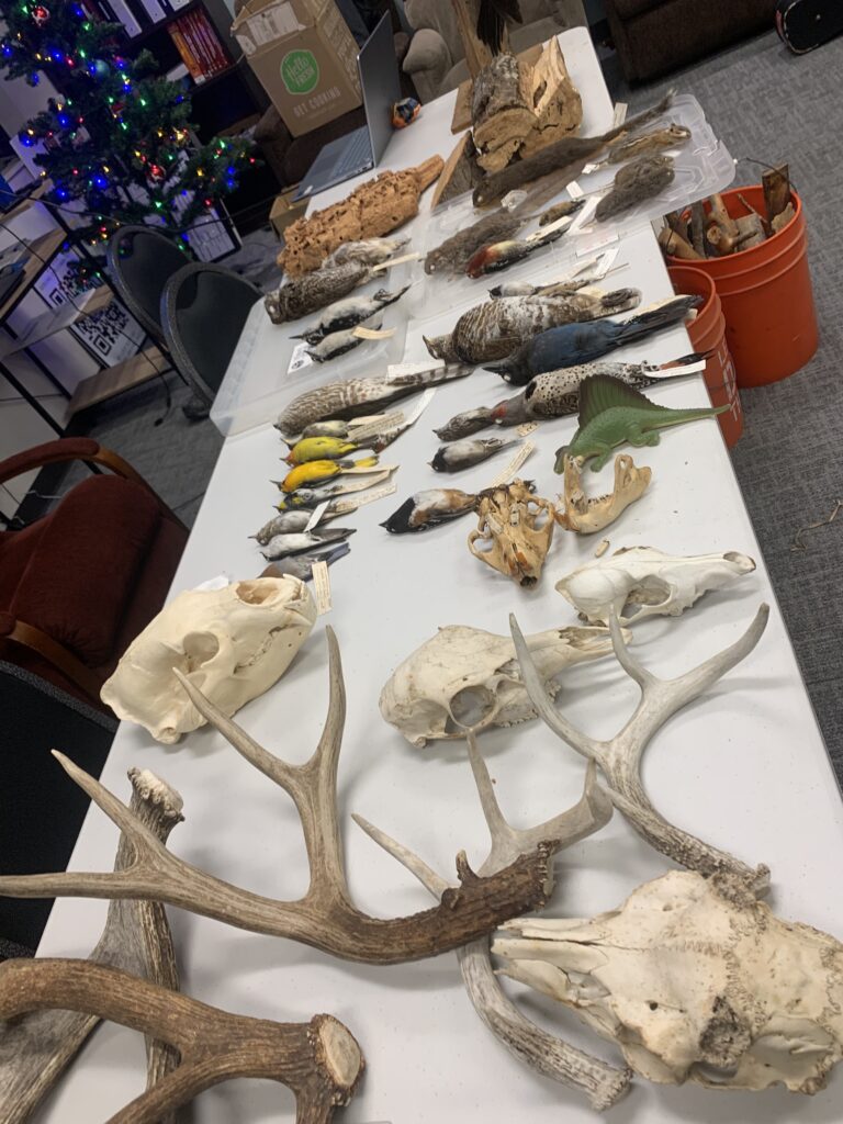 Wildlife specimen display table- Extension Forestry