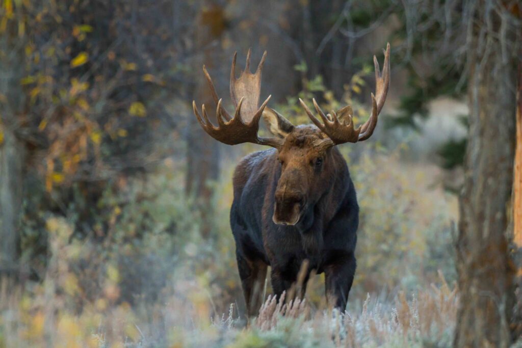 Moose in the woodland