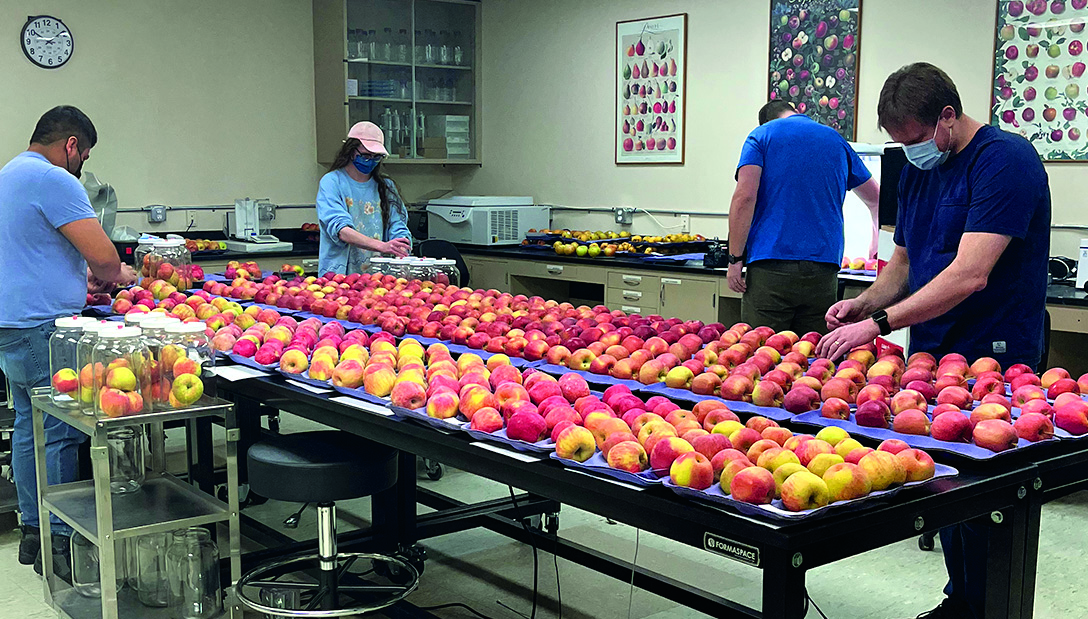 Four people sorting through apples on a table.