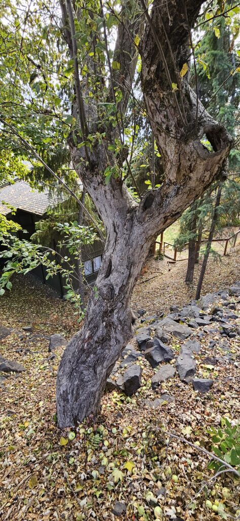 A tree with holes in it, with a house visible below on a hillside.