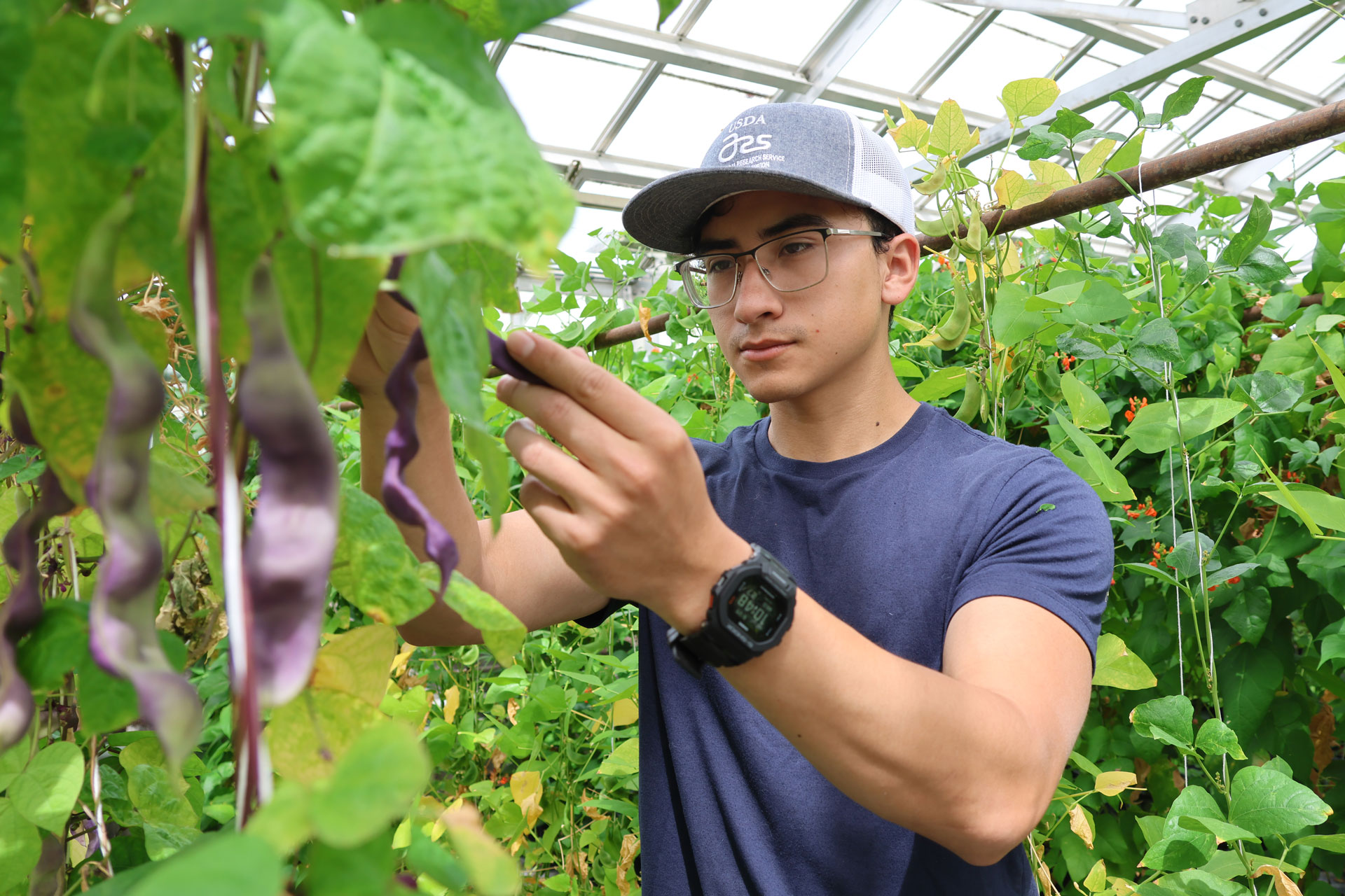 Anthony, handling a large purple bean pod growing on a plant in a greenhouse. His ball cap is marked "USDA ARS".
