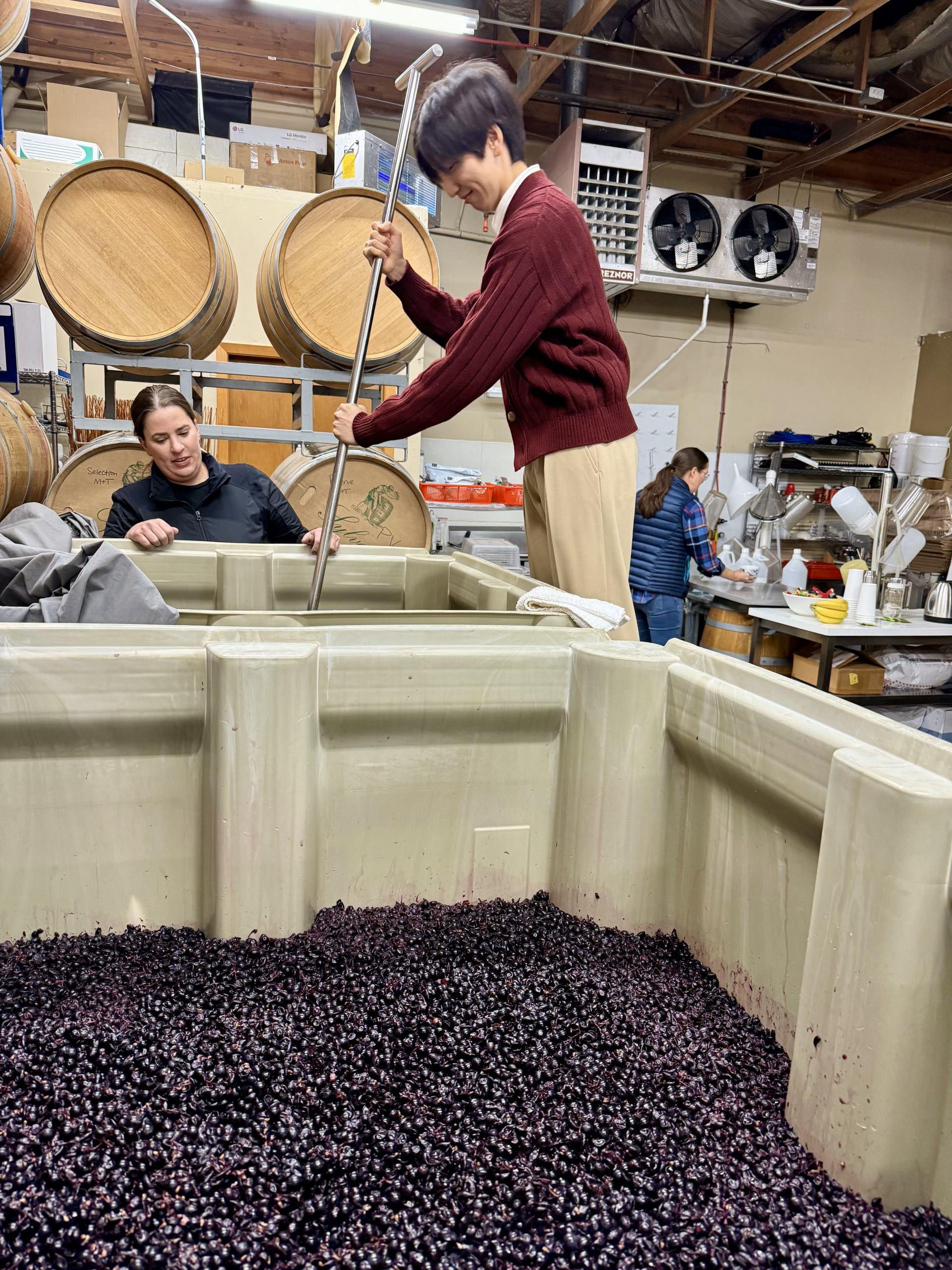 A person stands above a large plastic bin while holding a metal pole down in the bin. The bin next to the person is full of red wine grapes. In the background are a couple of other people, some wooden wine barrels, and lab equipment. 
