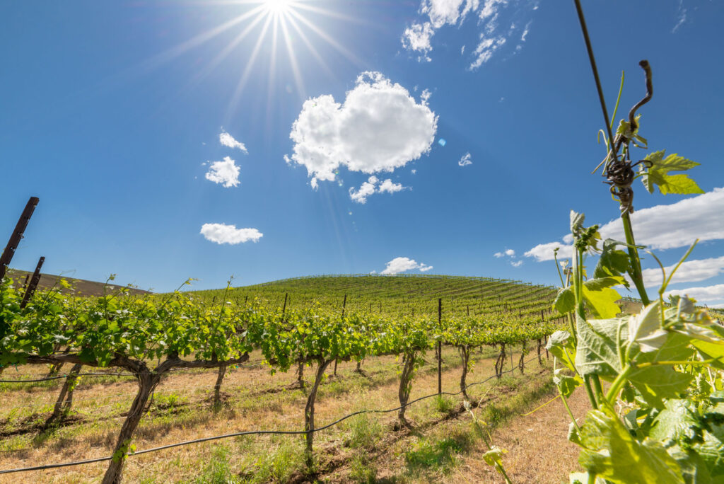 A vineyard and blue skies.
