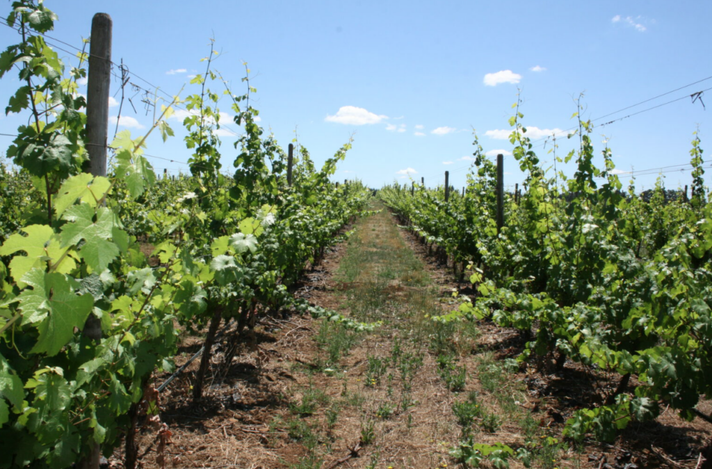 Vineyard with rows of green vines