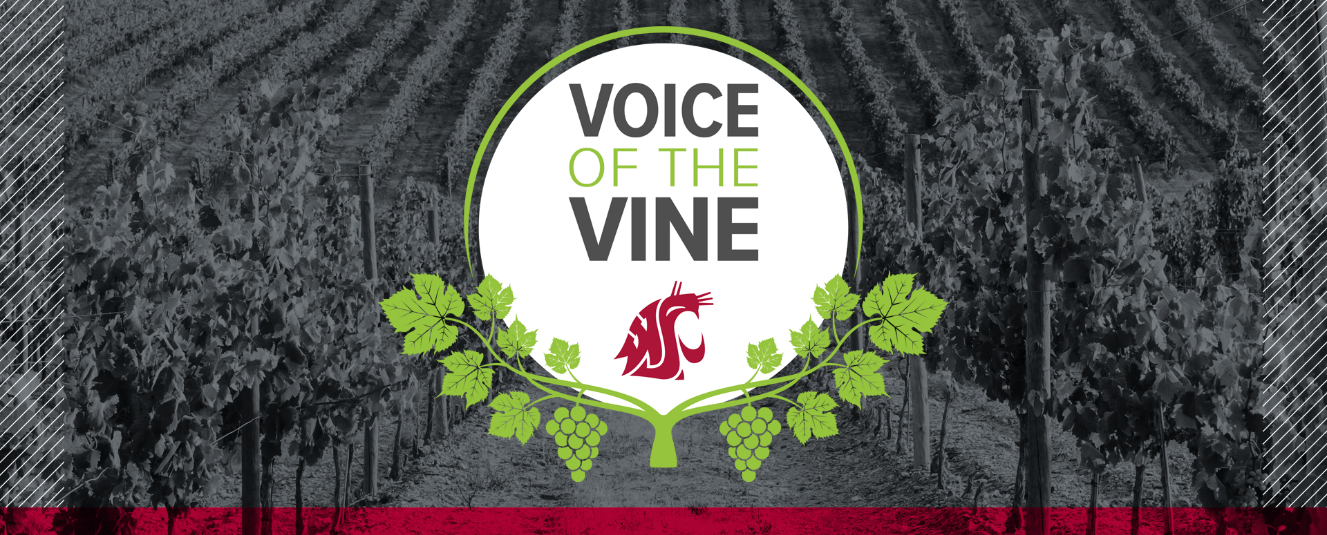 Subscribe to Voice of the Vine