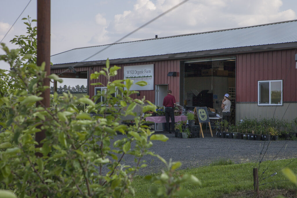 A tree in the foreground, with a red building in the background. The building has a large open doorway and a sign on the exterior that reads WSU Organic Farm. Dozens of potted plants are on the ground near the building. A person stands behind a table with a cash register on it, and another person stands near a table with produce on it.