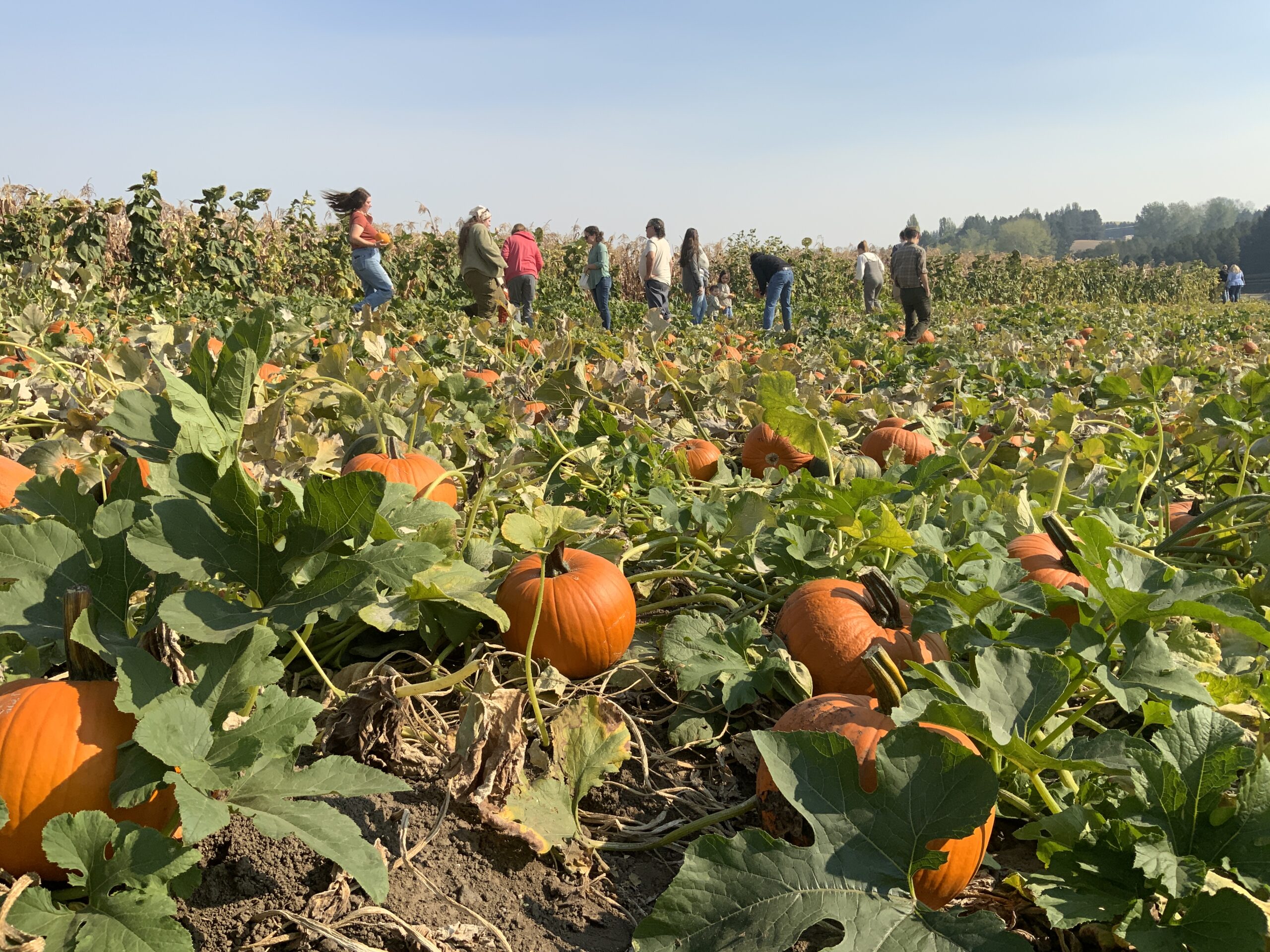 Several people in a field full of pumpkins.