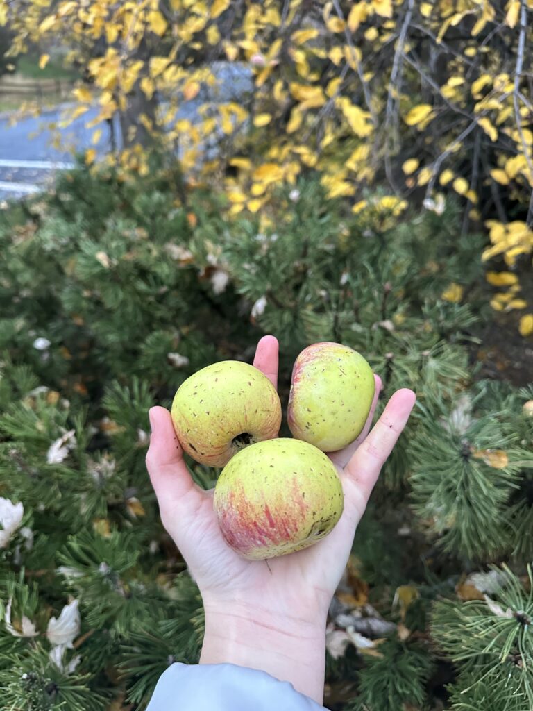 Close up of a hand holding 3 small yellow-red apples.