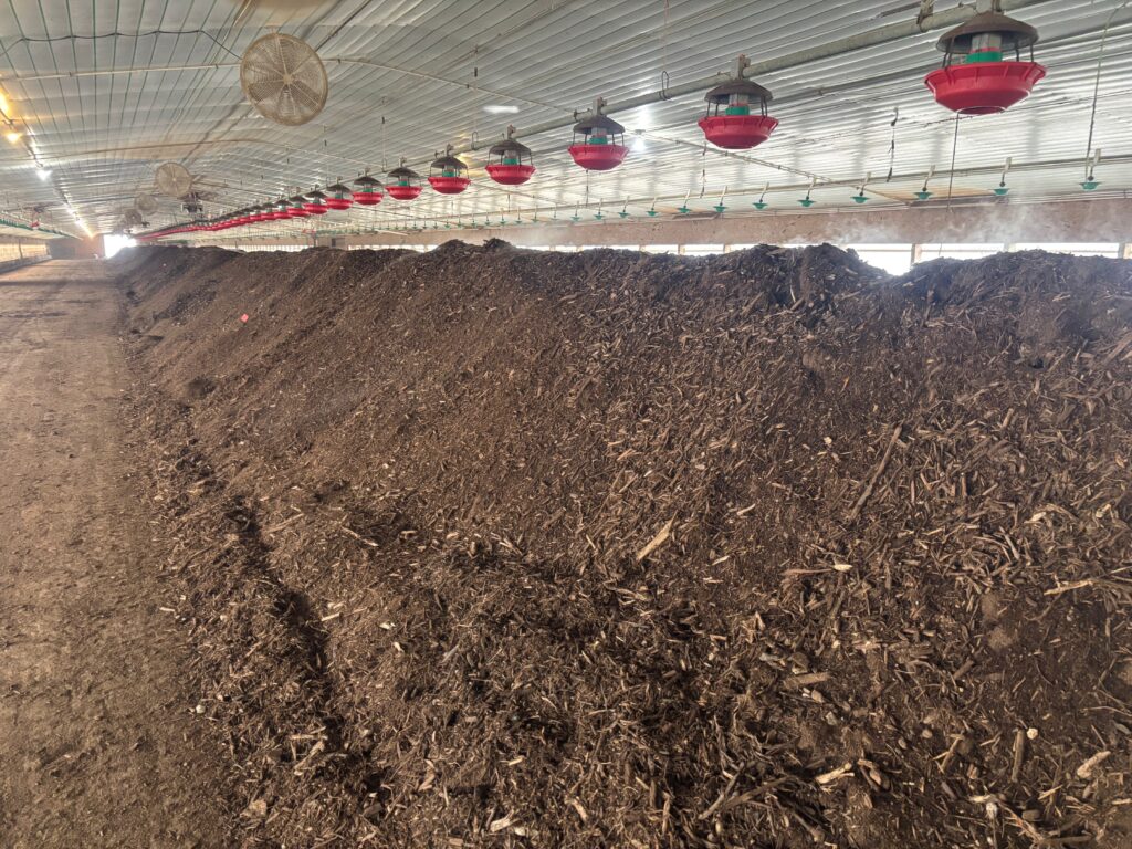 A long windrow in a poultry barn.