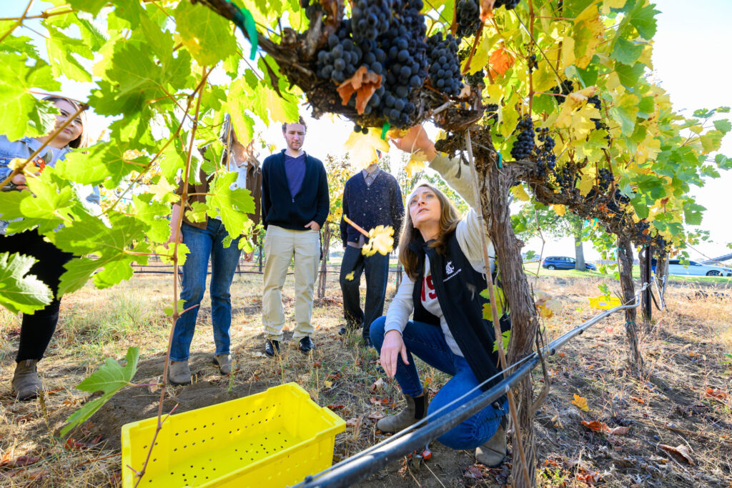 Five people in a vineyard full of green leaves and purple grapes. One person squats while reaching up into grapevines, while the others stand nearby, looking on.