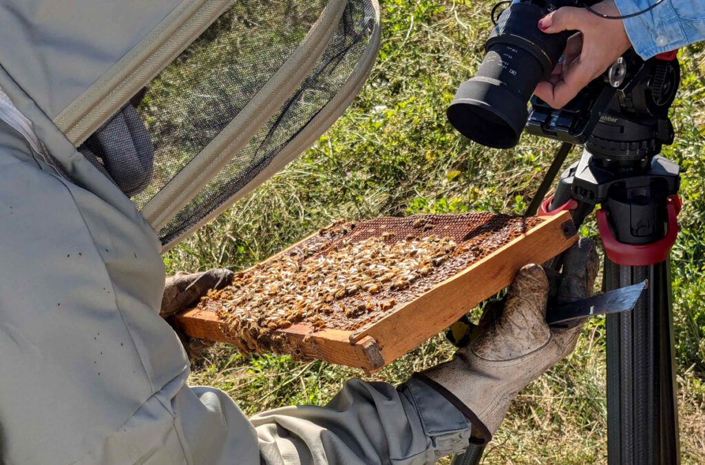 Camera person takes a close up of a bee-covered frame held by a person crouching, in a bee suit