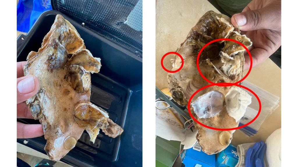 2 photos, side by side. On the left is a sea shell that has slimy looking attachments. On the right is the same shell, but with shiny smaller shells attached that are circled in red.
