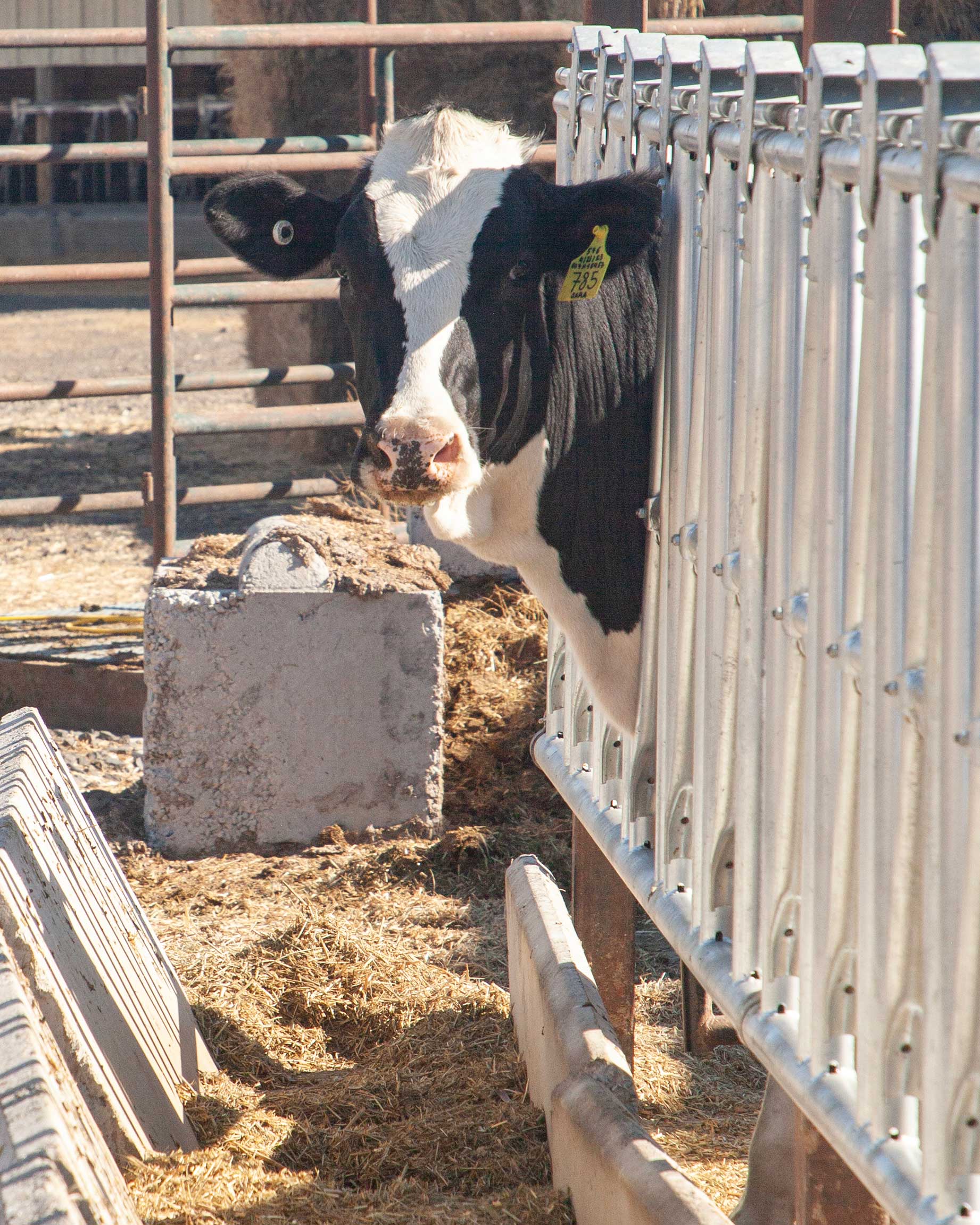 A dairy cow looks at the camera with her black and white colored face.
