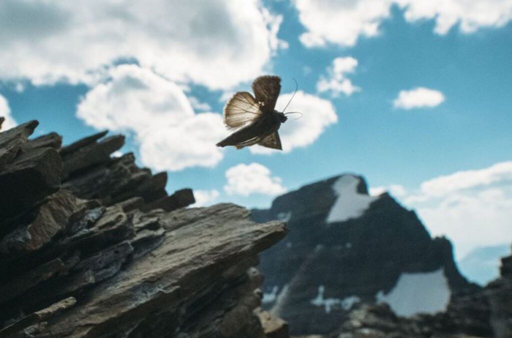 A moth in mid-flight. Mountains and blue skies with clouds are in the background.