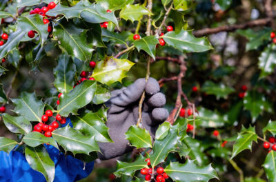 A gloved hand holds the branch of a holly berry shrub.