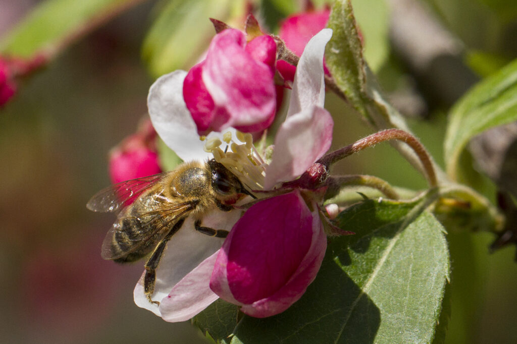 Close up of a honey bee on a pink and white flower.
