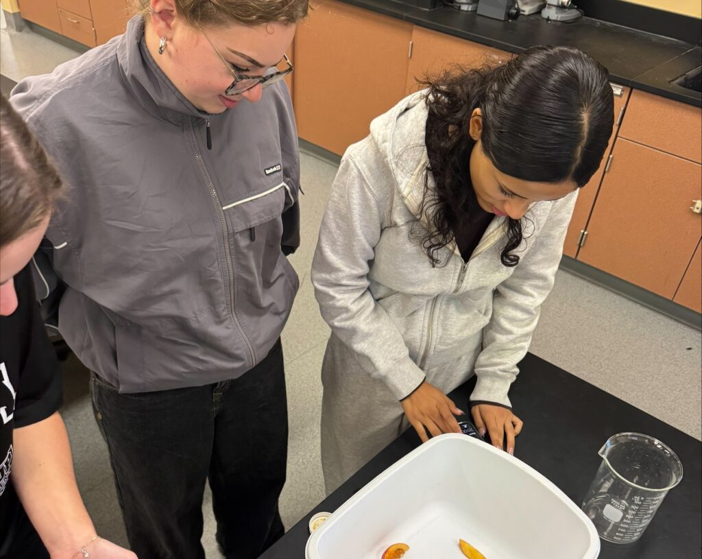 Three people gather around a table in a lab. One holds an insect in their hand. In front of them is a plastic bin with four pieces of sliced peach and an insect in it.