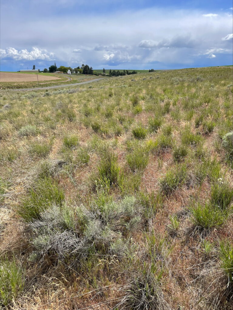 Rolling farmland with native grasses growing wild.