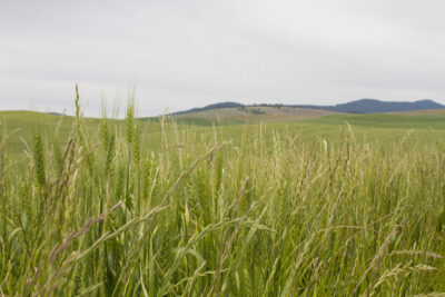 Close up of green wheat plants growing in a rolling field. Larger hills are visible in the background.
