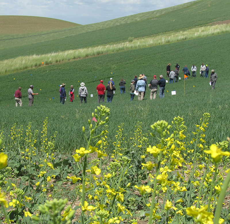 Tour participants look at weed control plots in a spring wheat field at the Palouse Conservation Field Station near Pullman. Canola is seen blooming in the foreground.