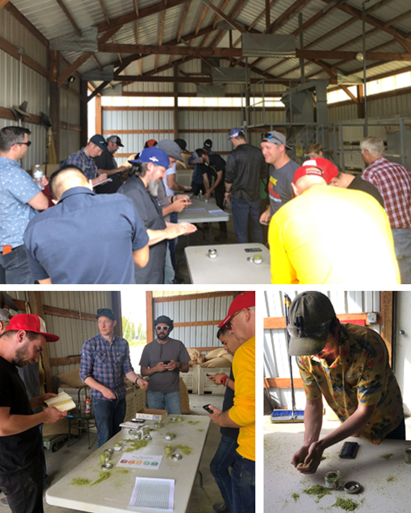 Collage of 3 photos showing brewers gathered around tables to crush, sniff, and evaluate hop varieties.