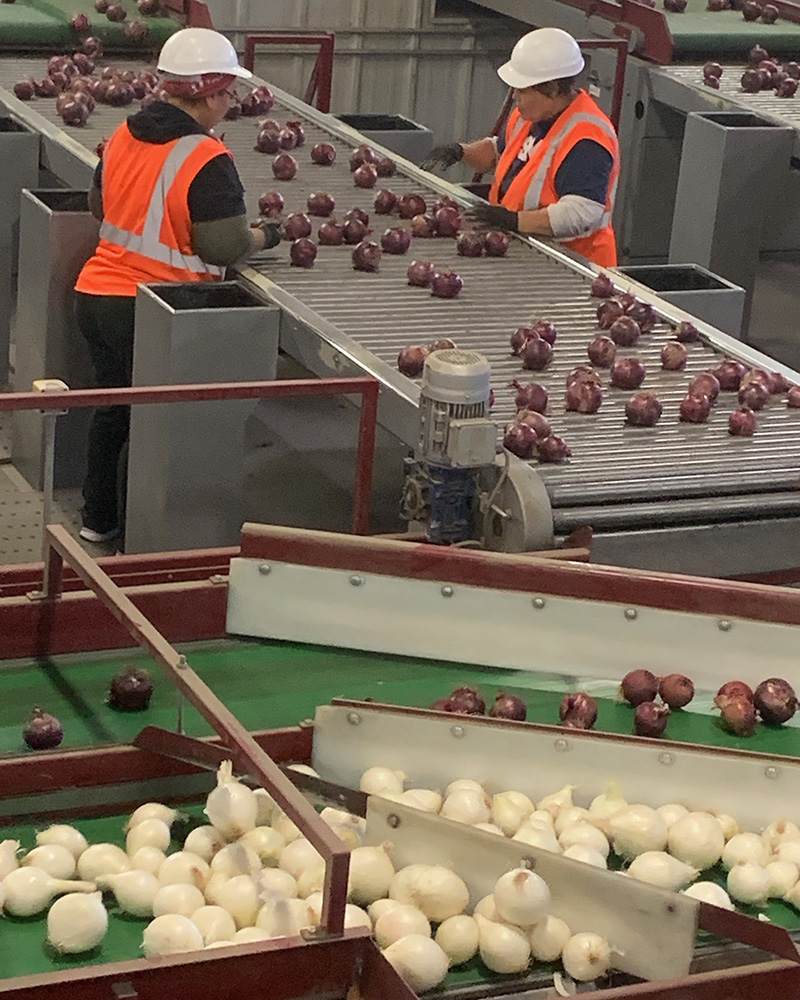 Two workers and a series of conveyer belts sort white and purple onions.