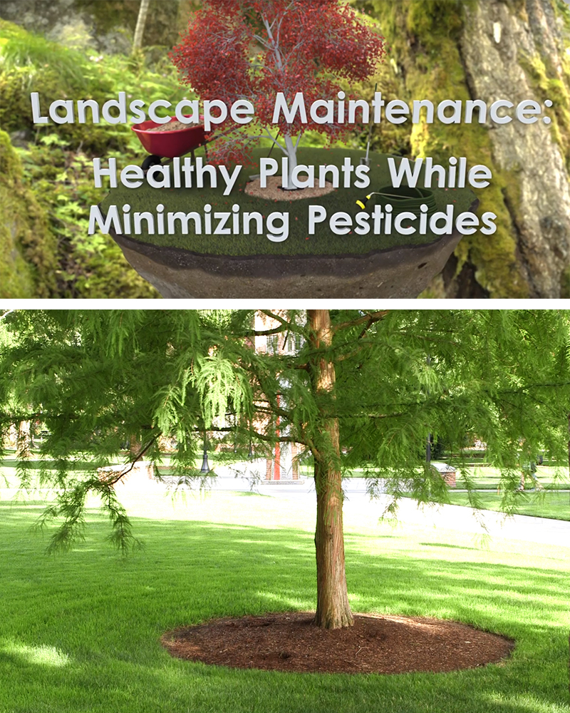Two photos, one showing title slide for new video< Landscape Maintenance: Healthy Plants While Minimizing Pesticides and one showing a correctly planted tree with a circle of mulch at its base.