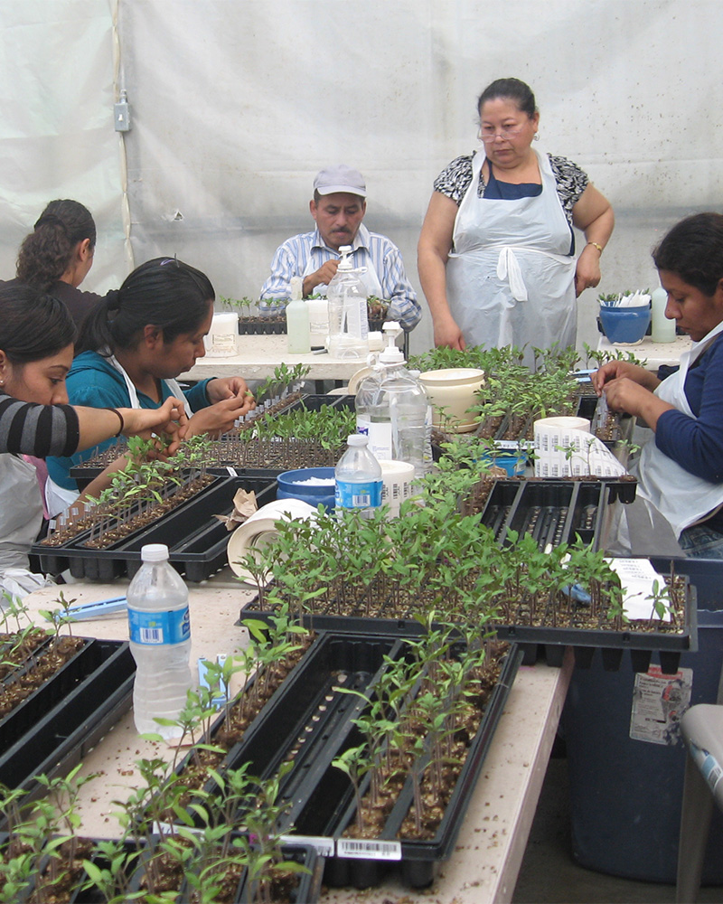 ): Six workers around a table containing many small plant seedlings in potting trays.