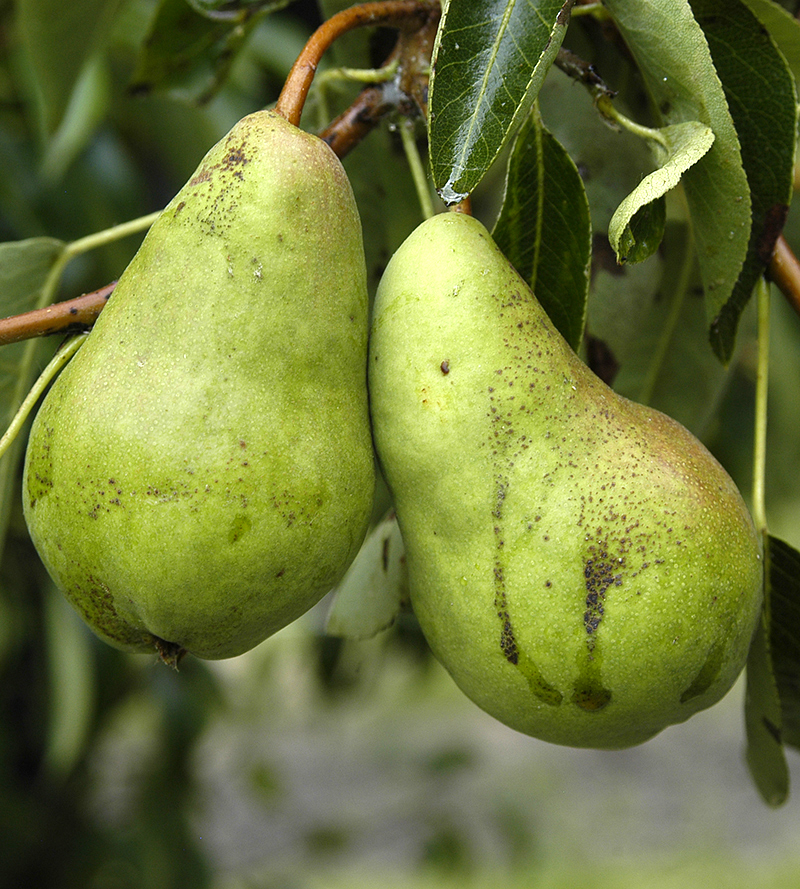 A green pear fruit with dark blotches and streaks hangs from a tree.