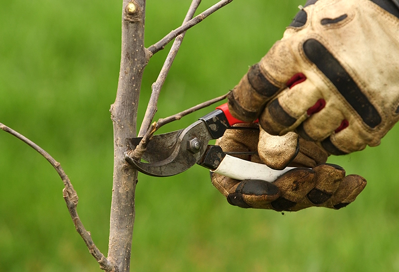 Gloved hands hold a cutting tool up to a branch and twig.