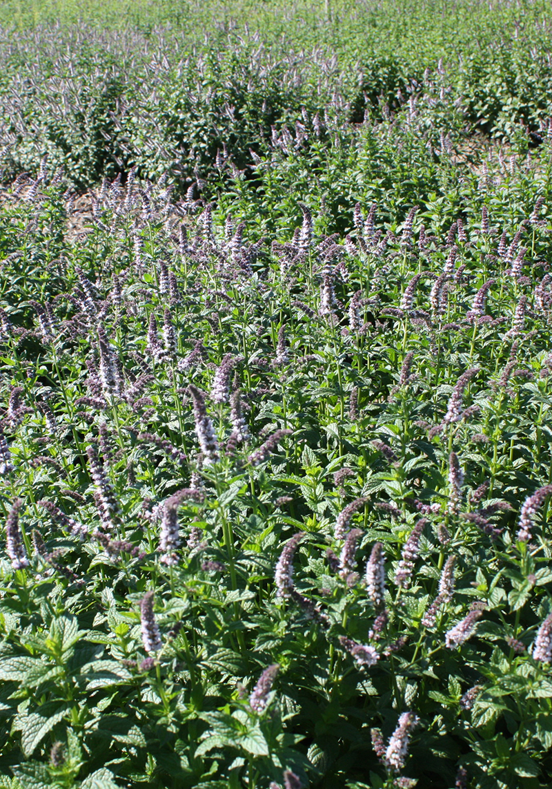 Pale purple flowers on dark green spearmint plants.