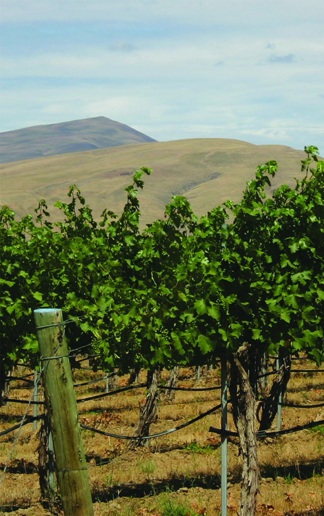 Blue sky, reddish-brown hills, and leafy grapevines.