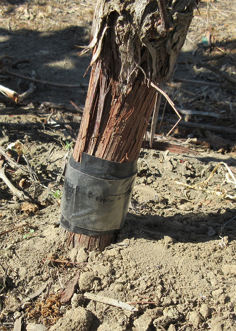Woody grapevine trunk wrapped in black tape at the base.