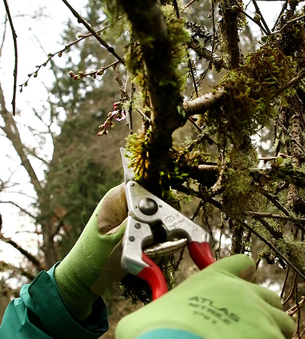 A gloved hands using pruning shears to trim a small branch.