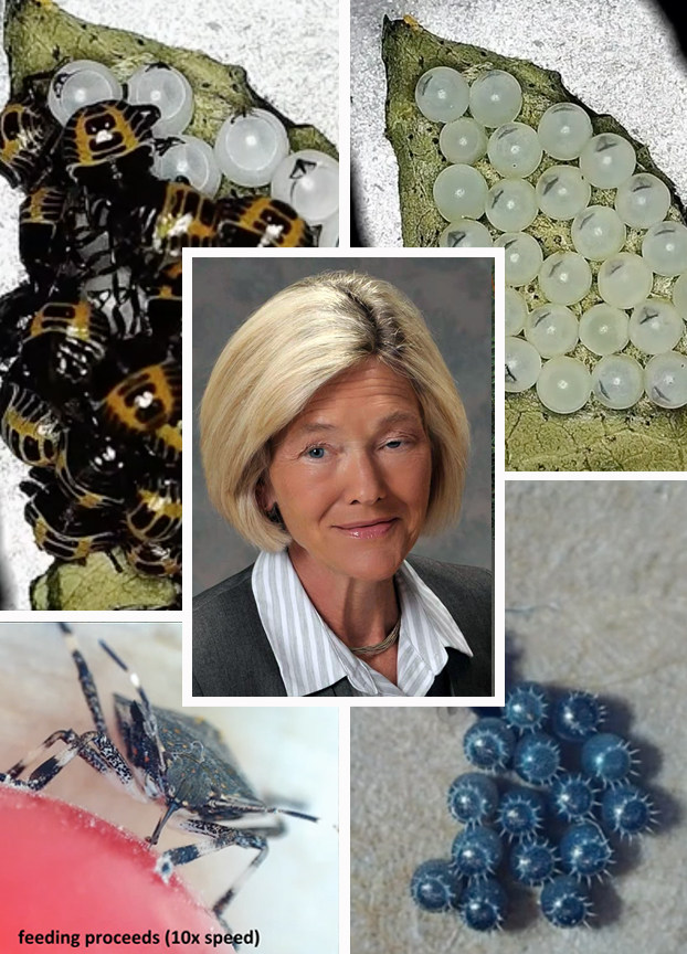 Extension specialist Betsy Beers’s face surrounded by images of insects and insect eggs.