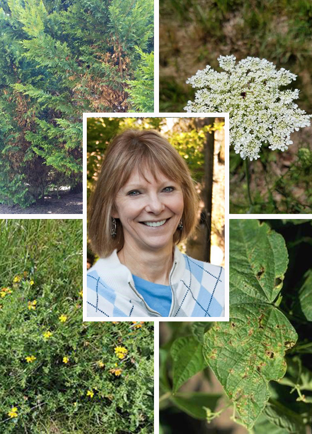 Urban IPM Coordinator Carrie Foss ’s face surrounded by images of two weeds and two diseased plants.