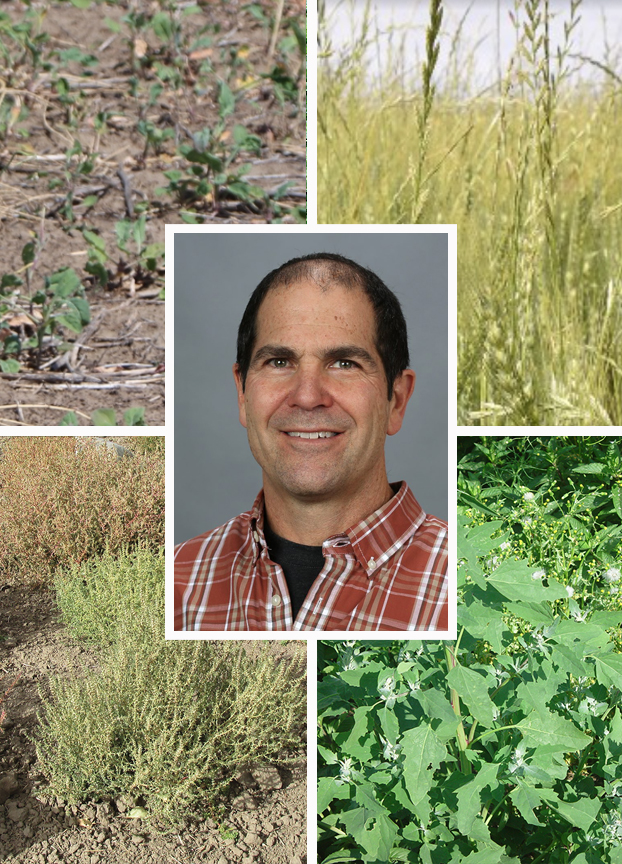 Small Grains Extension Specialist Drew Lyon’s face surrounded by four images of weeds.