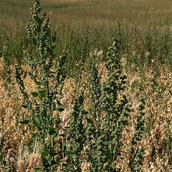 Field with contrasting green and tan plants.