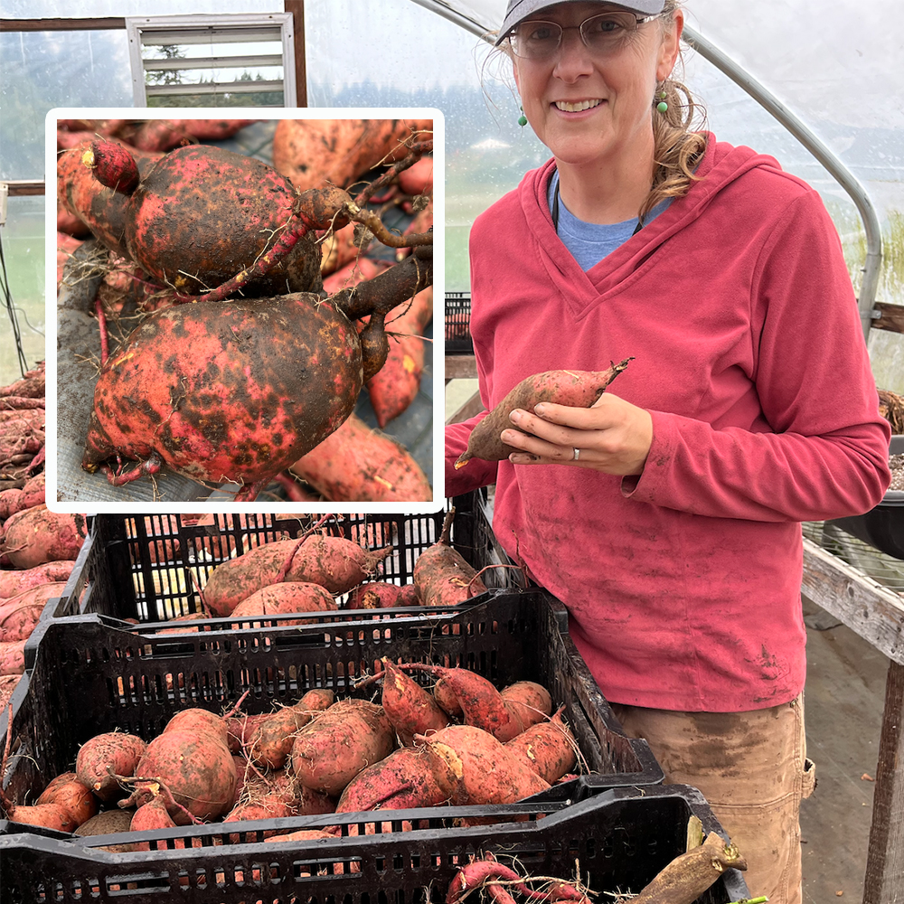 Person in hat and red sweatshirt holding orange sweetpotatoes.